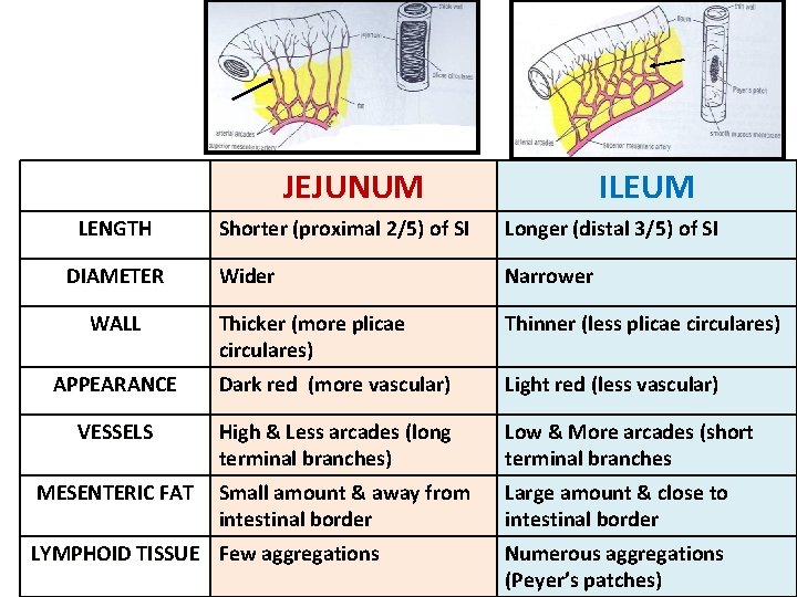 JEJUNUM LENGTH ILEUM Shorter (proximal 2/5) of SI Longer (distal 3/5) of SI Wider