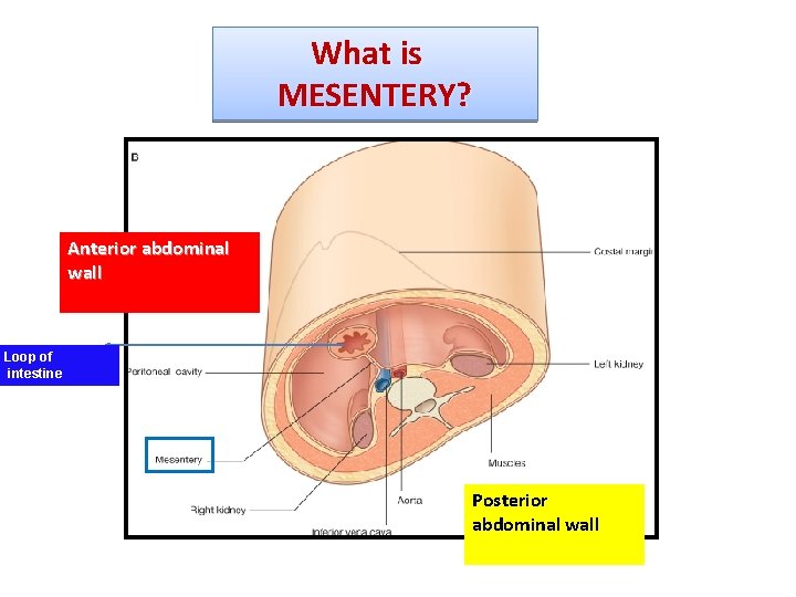 What is MESENTERY? Anterior abdominal wall Loop of intestine Posterior abdominal wall 