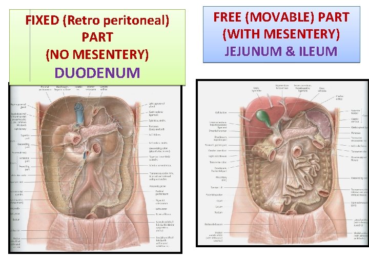 FIXED (Retro peritoneal) PART 1 (NO MESENTERY) DUODENUM FREE (MOVABLE) PART (WITH MESENTERY) JEJUNUM