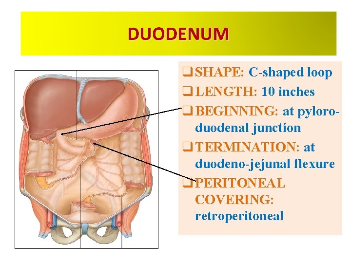 DUODENUM q SHAPE: C-shaped loop q LENGTH: 10 inches q BEGINNING: at pyloroduodenal junction