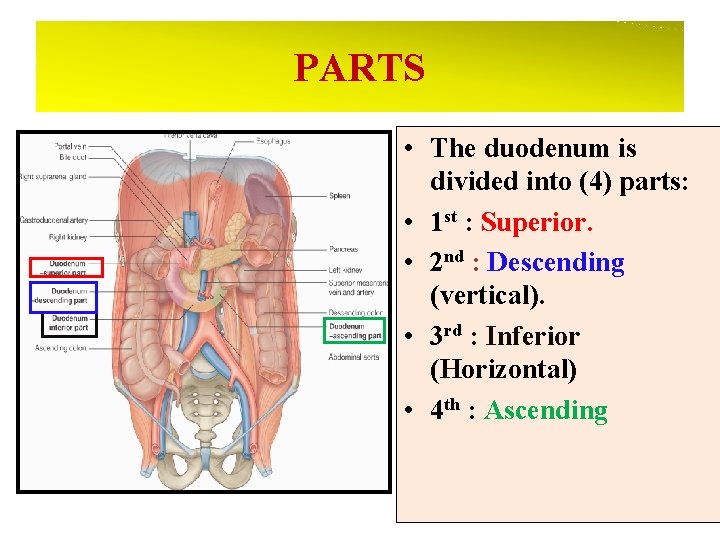 PARTS • The duodenum is divided into (4) parts: • 1 st : Superior.