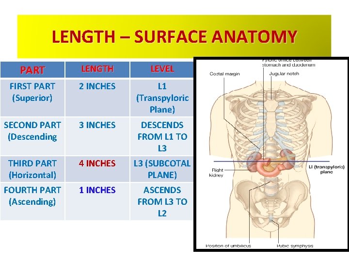 LENGTH – SURFACE ANATOMY PART LENGTH LEVEL FIRST PART (Superior) 2 INCHES L 1