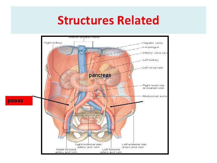 Structures Related pancreas psoas 