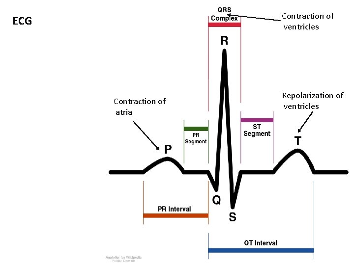 Contraction of ventricles ECG Contraction of atria Repolarization of ventricles 