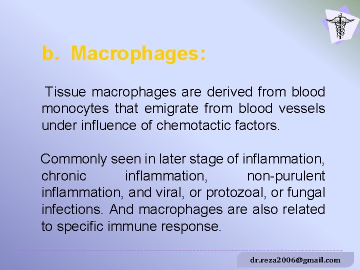 b. Macrophages: Tissue macrophages are derived from blood monocytes that emigrate from blood vessels