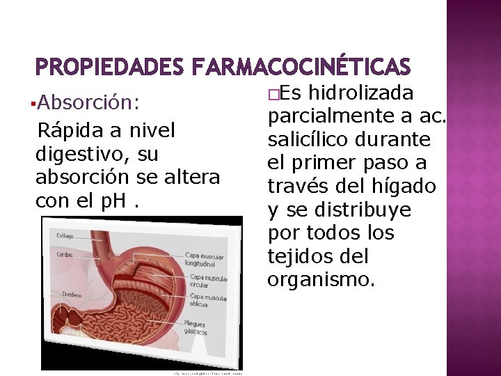 PROPIEDADES FARMACOCINÉTICAS §Absorción: Rápida a nivel digestivo, su absorción se altera con el p.