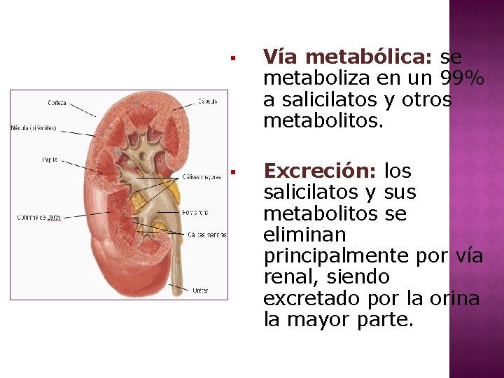 § Vía metabólica: se metaboliza en un 99% a salicilatos y otros metabolitos. §