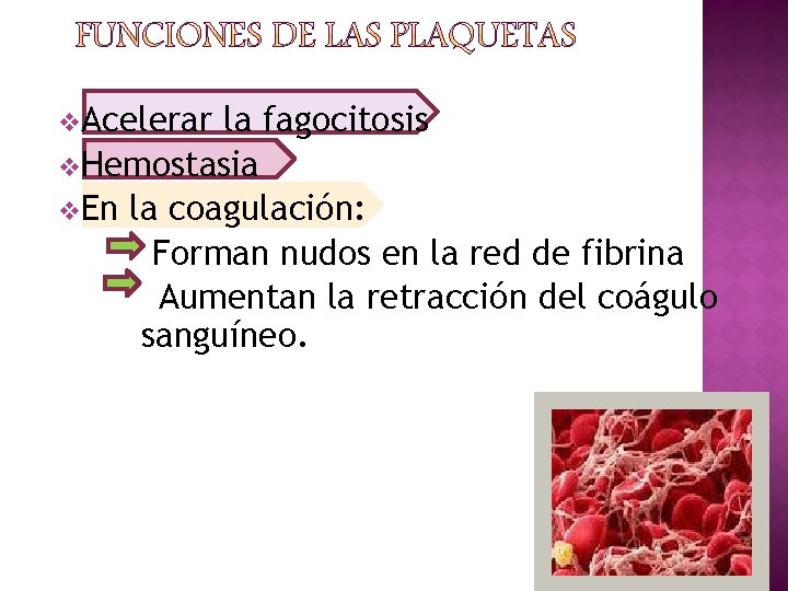 v. Acelerar la fagocitosis v. Hemostasia v. En la coagulación: Forman nudos en la