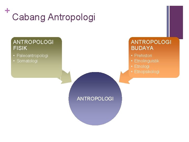 + Cabang Antropologi ANTROPOLOGI FISIK ANTROPOLOGI BUDAYA • Paleoantropologi • Somatologi • • ANTROPOLOGI