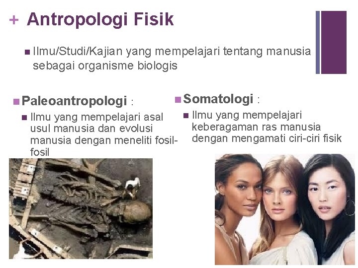 + Antropologi Fisik n Ilmu/Studi/Kajian yang mempelajari tentang manusia sebagai organisme biologis n Paleoantropologi