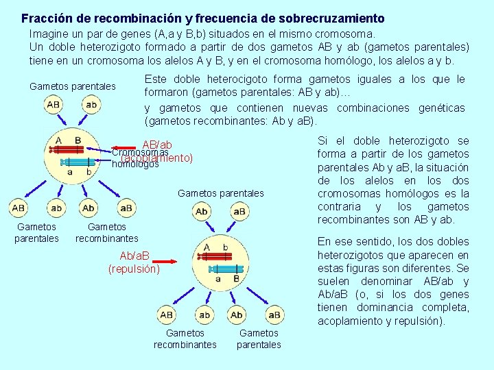 Fracción de recombinación y frecuencia de sobrecruzamiento Imagine un par de genes (A, a