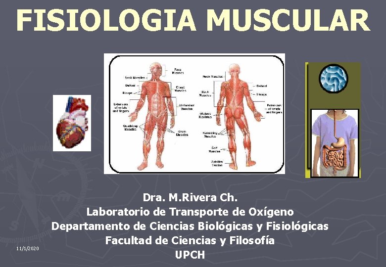 FISIOLOGIA MUSCULAR 11/1/2020 Dra. M. Rivera Ch. Laboratorio de Transporte de Oxígeno Departamento de