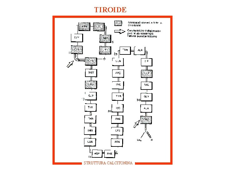 TIROIDE STRUTTURA CALCITONINA 