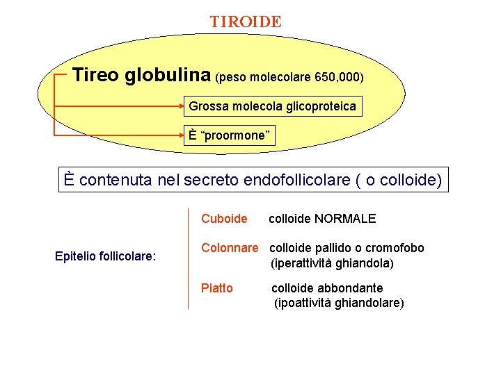 TIROIDE Tireo globulina (peso molecolare 650, 000) Grossa molecola glicoproteica È “proormone” È contenuta