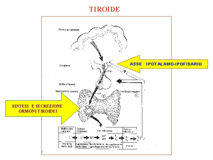 TIROIDE ASSE IPOTALAMO-IPOFISARIO SINTESI E SECREZIONE ORMONI TIROIDEI 