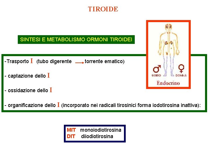 TIROIDE SINTESI E METABOLISMO ORMONI TIROIDEI -Trasporto I (tubo digerente torrente ematico) - captazione