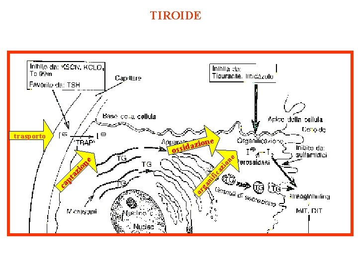 TIROIDE trasporto io az fic ni ga or ca p ta zi on e