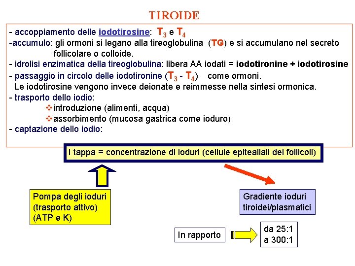 TIROIDE - accoppiamento delle iodotirosine: T 3 e T 4 -accumulo: gli ormoni si