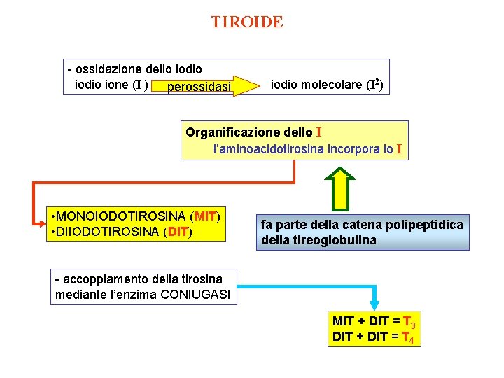 TIROIDE - ossidazione dello iodio 2) iodio ione (I-) iodio molecolare (I perossidasi Organificazione