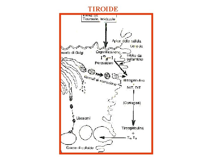 TIROIDE 