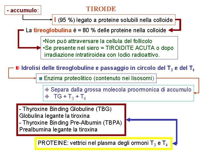 - accumulo: TIROIDE I (95 %) legato a proteine solubili nella colloide La tireoglobulina