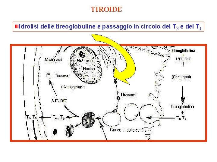 TIROIDE Idrolisi delle tireoglobuline e passaggio in circolo del T 3 e del T