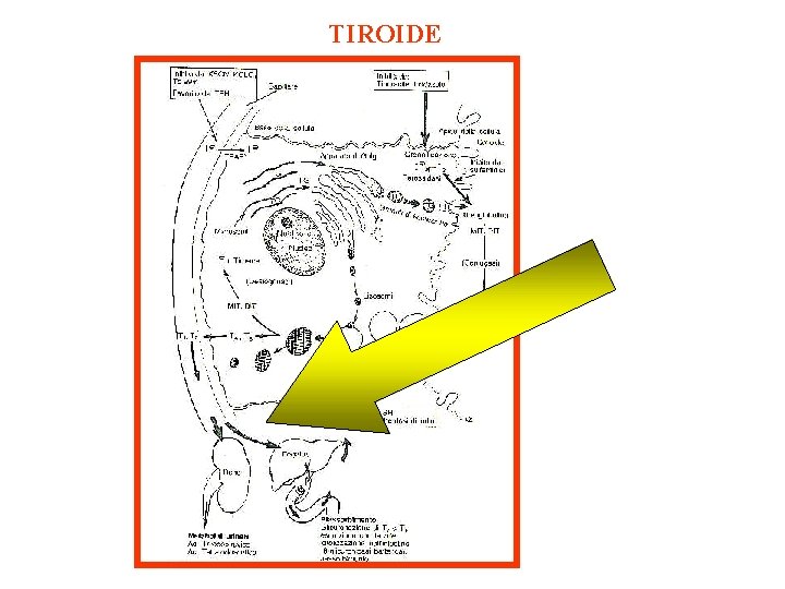 TIROIDE 