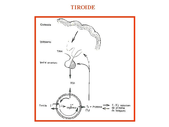 TIROIDE 