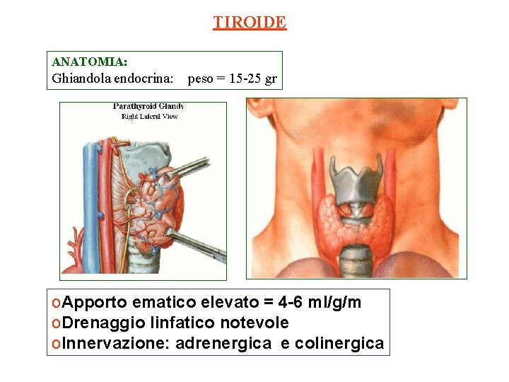 TIROIDE ANATOMIA: Ghiandola endocrina: peso = 15 -25 gr o. Apporto ematico elevato =