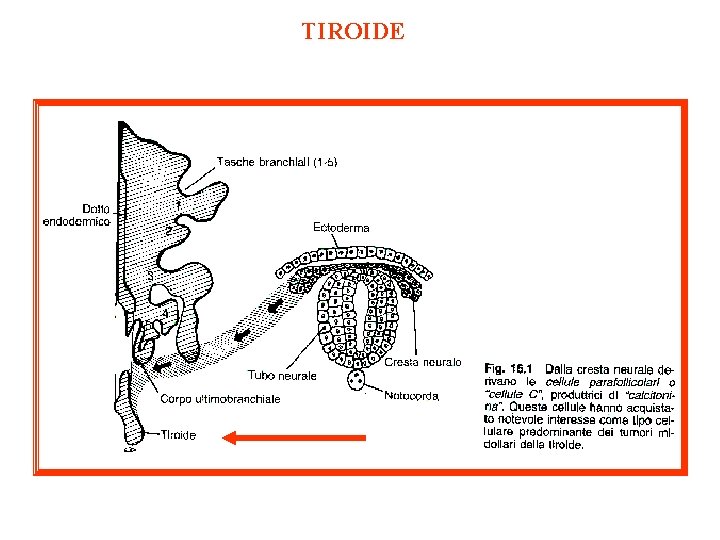 TIROIDE 