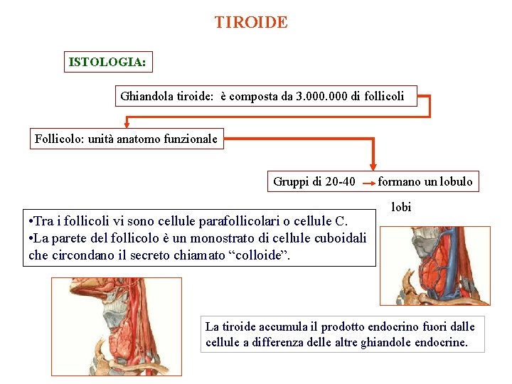 TIROIDE ISTOLOGIA: Ghiandola tiroide: è composta da 3. 000 di follicoli Follicolo: unità anatomo