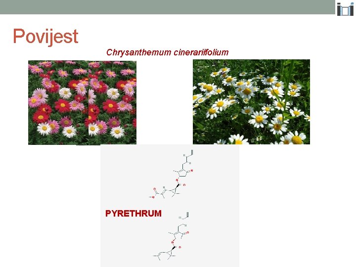Povijest Chrysanthemum cinerariifolium PYRETHRUM 