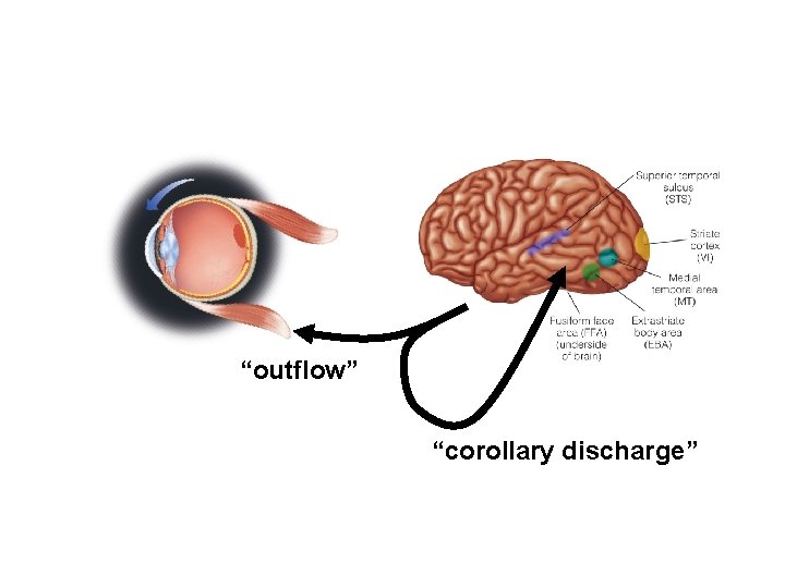 “outflow” “corollary discharge” 