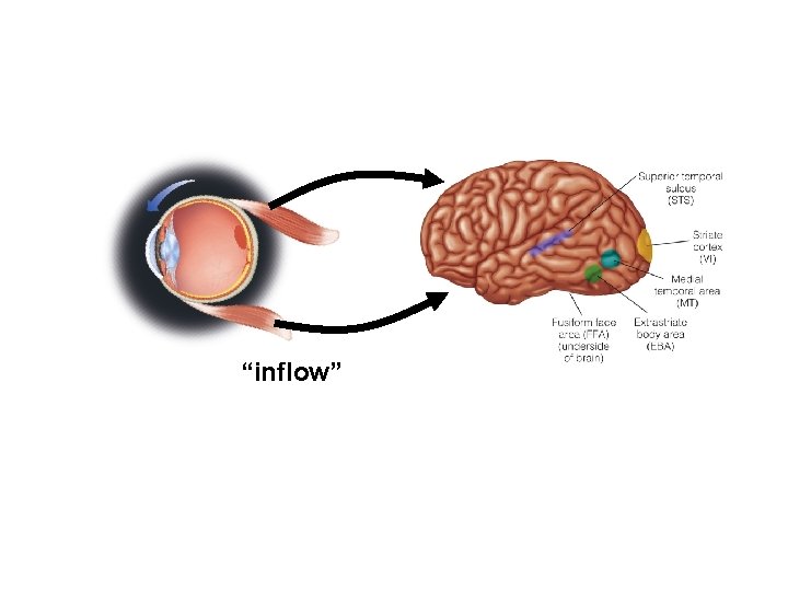 “inflow” 