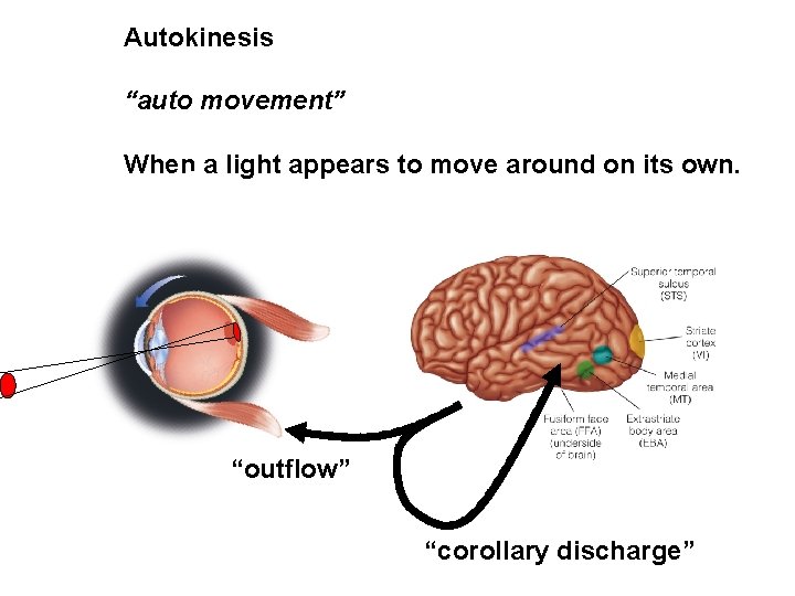 Autokinesis “auto movement” When a light appears to move around on its own. “outflow”
