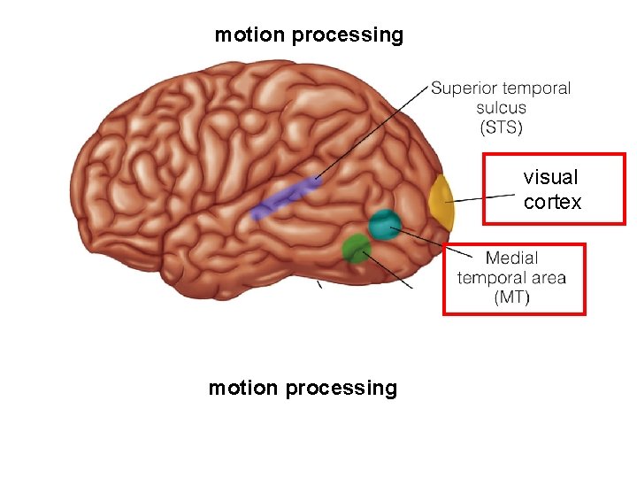 motion processing visual cortex motion processing 