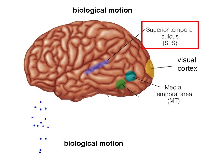 biological motion visual cortex biological motion 