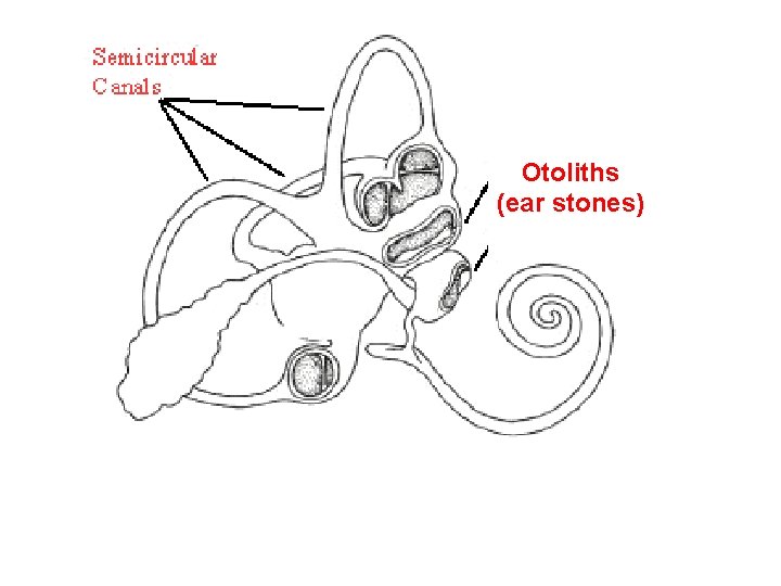 Otoliths (ear stones) 