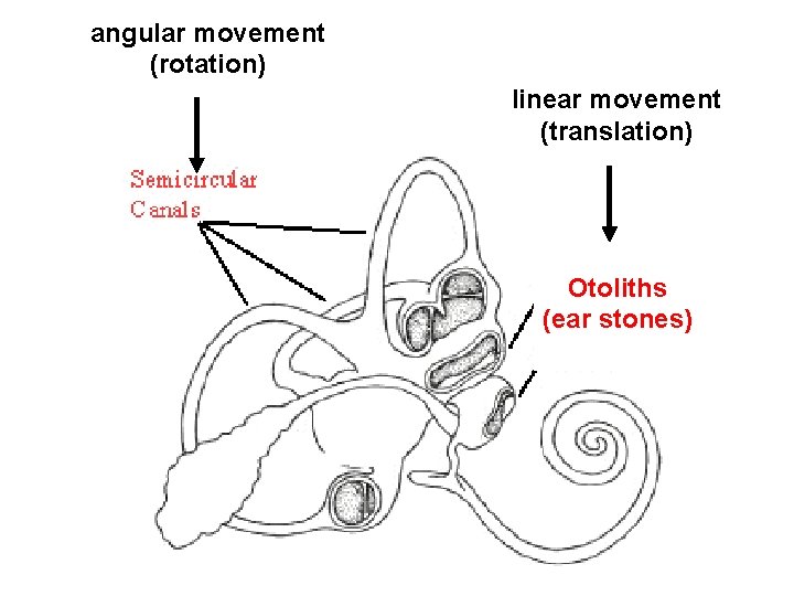 angular movement (rotation) linear movement (translation) Otoliths (ear stones) 