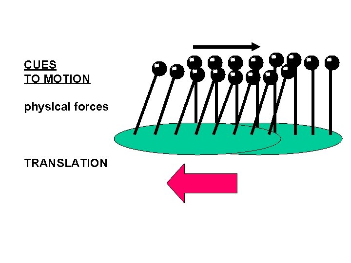 CUES TO MOTION physical forces TRANSLATION 