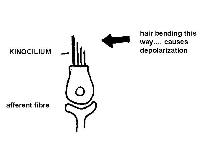 KINOCILIUM afferent fibre hair bending this way…. causes depolarization 