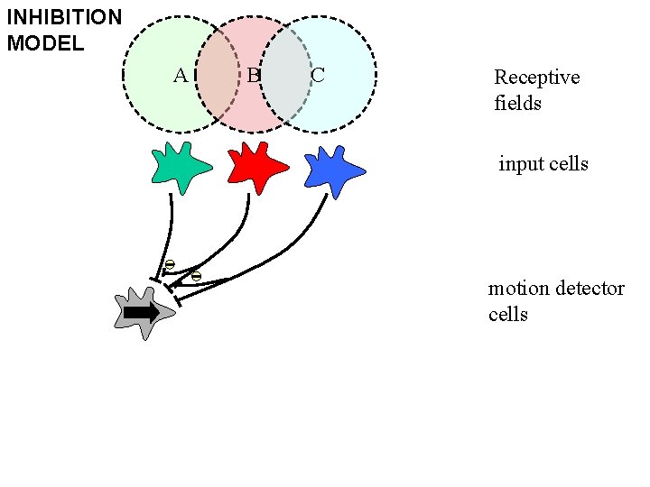 INHIBITION MODEL A B C Receptive fields input cells A B C C B