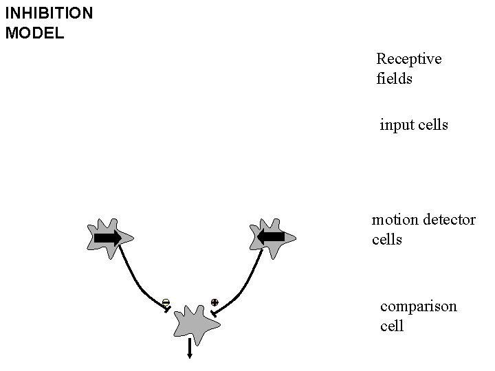 INHIBITION MODEL Receptive fields input cells motion detector cells comparison cell 