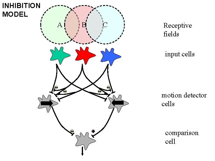 INHIBITION MODEL A B C Receptive fields input cells motion detector cells comparison cell