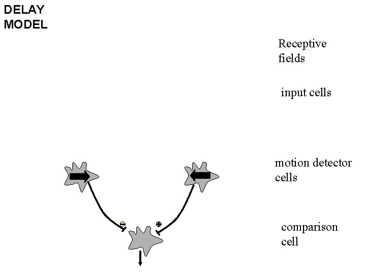 DELAY MODEL Receptive fields input cells motion detector cells comparison cell 