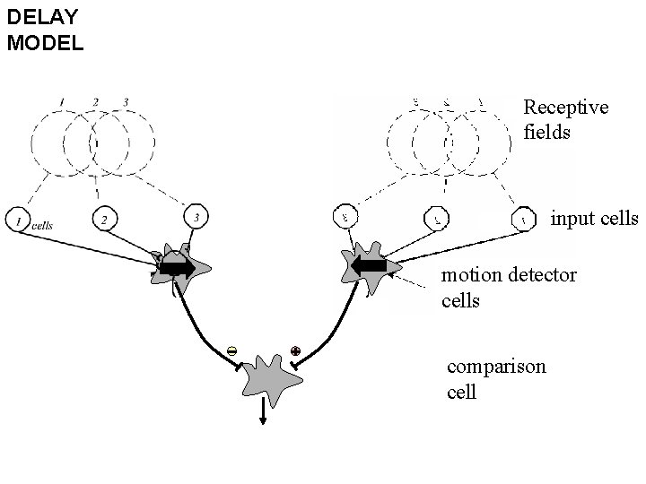 DELAY MODEL Receptive fields input cells motion detector cells comparison cell 