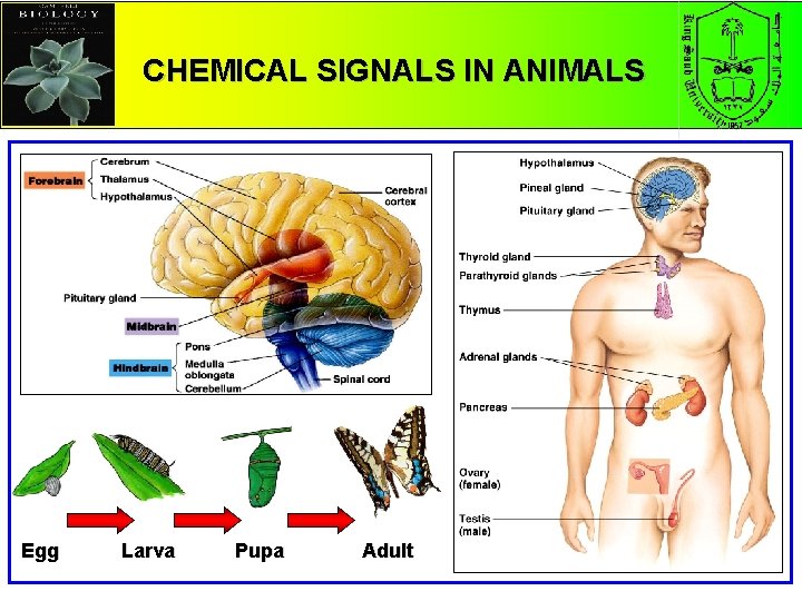 CHEMICAL SIGNALS IN ANIMALS Egg Larva Pupa Adult 1 