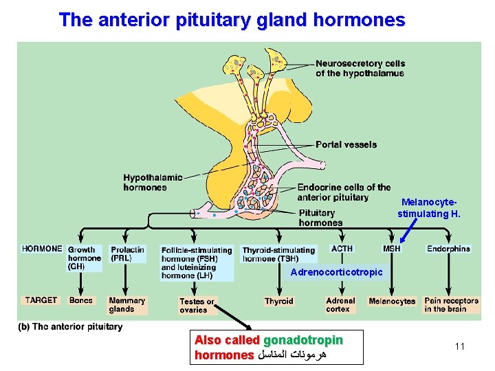 The anterior pituitary gland hormones Melanocytestimulating H. Adrenocorticotropic Also called gonadotropin hormones ﻫﺮﻣﻮﻧﺎﺕ ﺍﻟﻤﻨﺎﺳﻞ