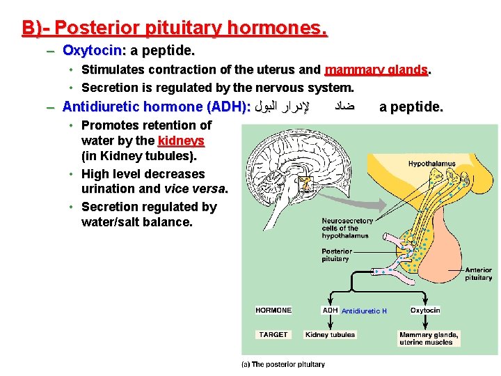 B)- Posterior pituitary hormones. – Oxytocin: a peptide. • Stimulates contraction of the uterus