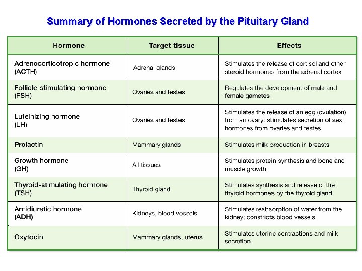 Summary of Hormones Secreted by the Pituitary Gland 